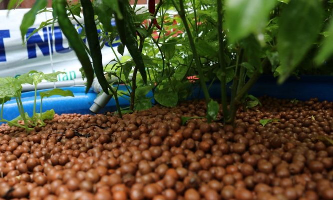 Viên đất nung làm giá thể trồng rau Aquaponics