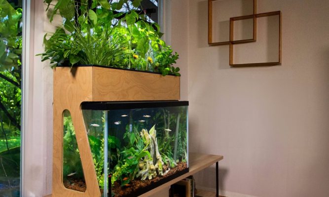 Chọn giá thể phù hợp để làm giá thể trồng rau Aquaponics