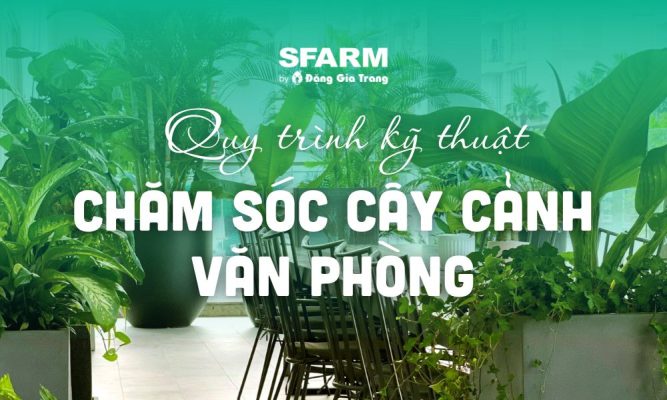 cach cham soc cay canh van phong tot don gian thumb