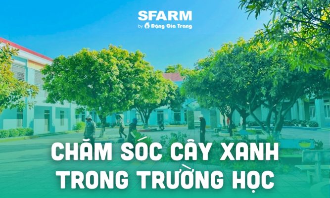 cham soc cay xanh trong truong hoc thumb