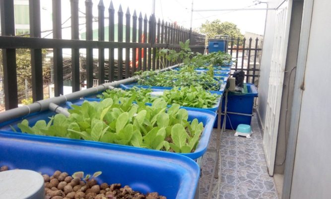 Tận dụng ban công để làm hệ thống Aquaponics trồng rau nuôi cá