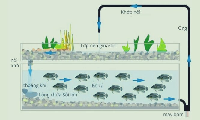 Mô hình một hệ thống Aquaponics trồng rau nuôi cá