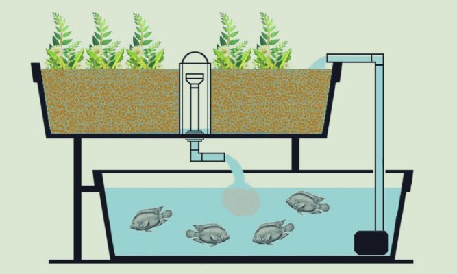 Mô hình tham khảo lắp đặt hệ thống Aquaponics trồng rau nuôi cá