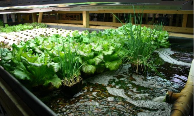 Hướng dẫn làm hệ thống Aquaponics trồng rau nuôi cá ở bước bảo dưỡng