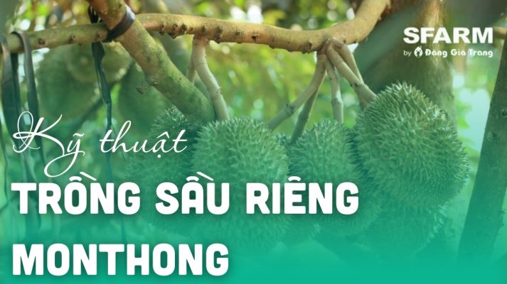 ky thuat trong sau rieng monthong dona thumb