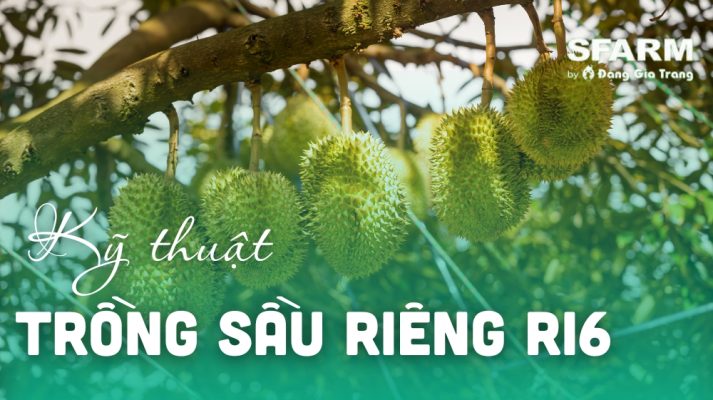 ky thuat trong sau rieng ri6 dung chuan thumb