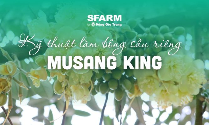 lam bong sau rieng musang king hieu qua thumb