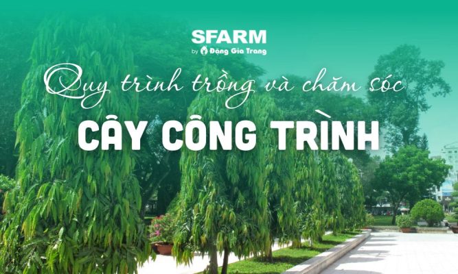 quy trinh trong va cham soc cay cong trinh thumb