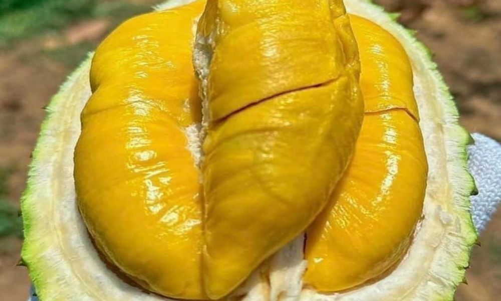 Phần thịt quả sầu riêng Musang King có màu vàng nghệ đặc trưng