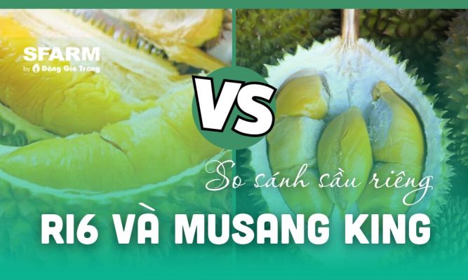 so sanh sau rieng ri6 va musang king thumb