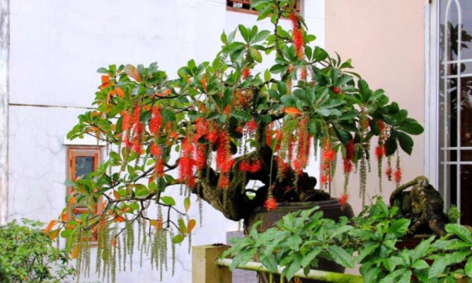 Cây lộc vừng có dáng thân đẹp như bonsai nên được nhiều nghệ nhân săn đón