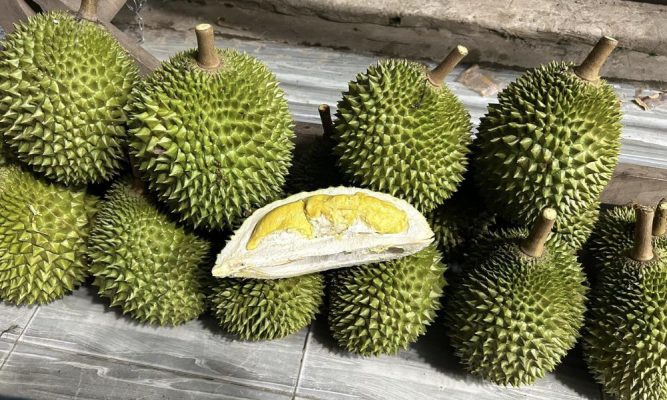 Musang King là loại sầu riêng được mệnh danh ngon nhất thế giới