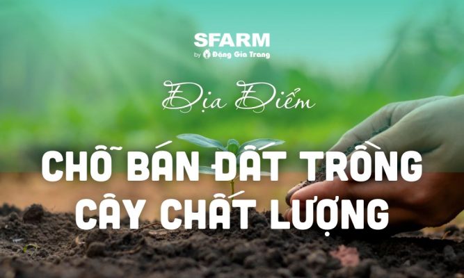 Cho ban dat trong cay chat luong thumb