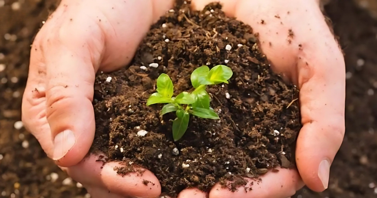 Phân hữu cơ sinh học thúc đẩy quá trình sinh trưởng cho cây