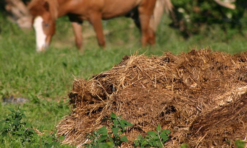 Giá phân bò ủ hoai cao hay thấp ảnh hưởng bởi rất nhiều yếu tố