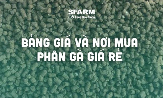 bang gia phan ga gia re noi mua phan ga gia re thumb