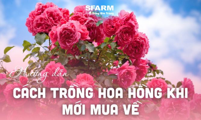 cach trong hoa hong khi moi mua ve nhanh ben re thumb