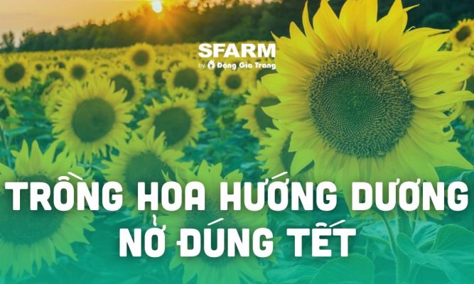 cach trong hoa huong duong no dung tet dep de cham soc tai nha thumb