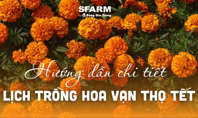 huong dan lich trong hoa van tho tet 2024 thumb