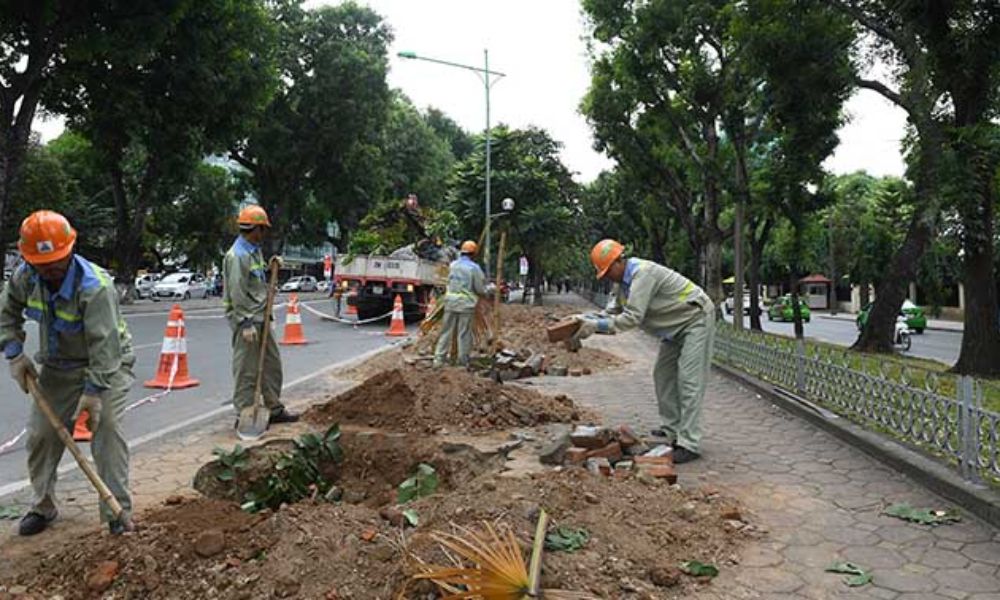 Chuẩn bị nơi trồng, xác định vị trí và đào hố là tiền đề cho kỹ thuật trồng cây xanh đường phố