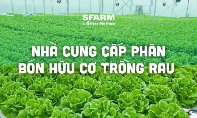 nha cung cap phan bon huu co trong rau uy tin thumb