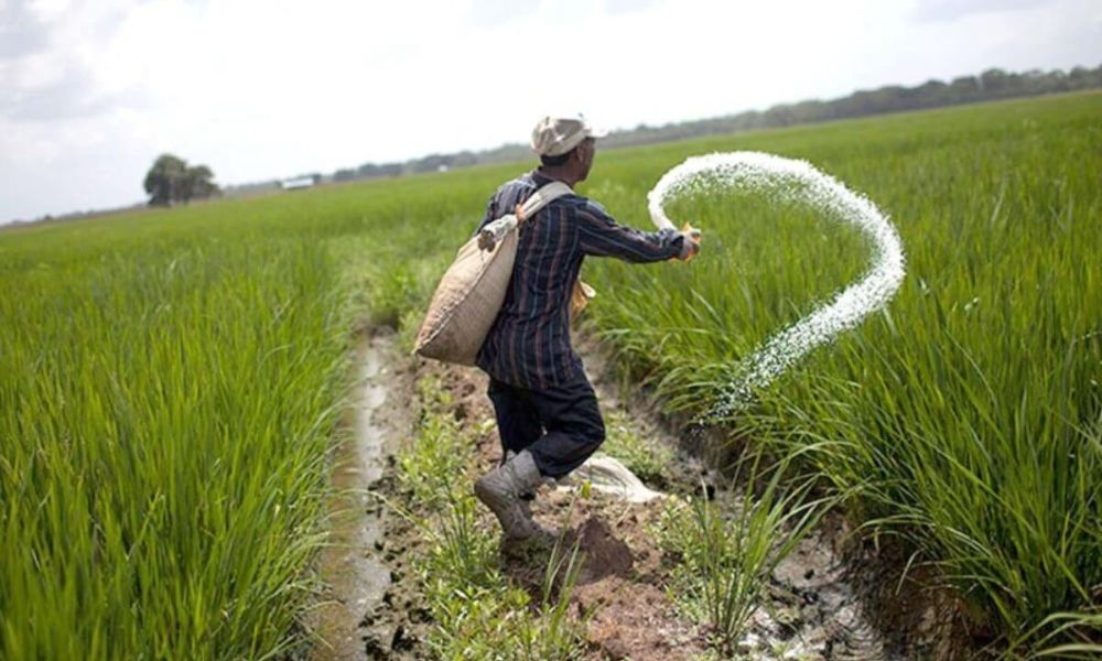 Đúng thời điểm, đúng liều lượng, đúng loại phân và đúng cách bón