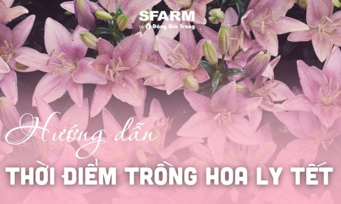 thoi diem trong hoa ly tet chuan no dung tet thumb