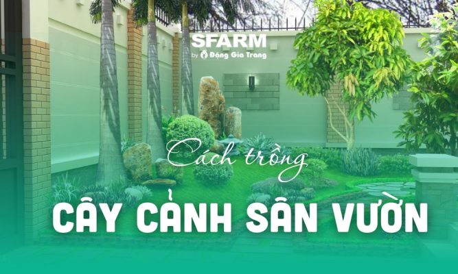 thumb cach trong cay canh san vuon don gian phong thuy