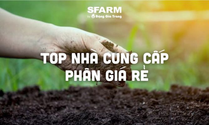 top nha cung cap phan gia re giau dinh duong thumb