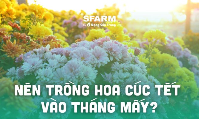 trong hoa cuc tet vao thang may no dung dip tet thumb