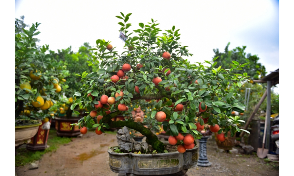 Cây chanh đào bonsai dùng để làm cây kiểng