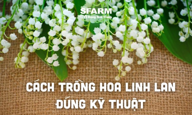 cach trong hoa linh lan thumb