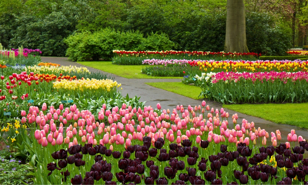 Với mỗi màu sắc hoa tulip đều mang một ý nghĩa riêng