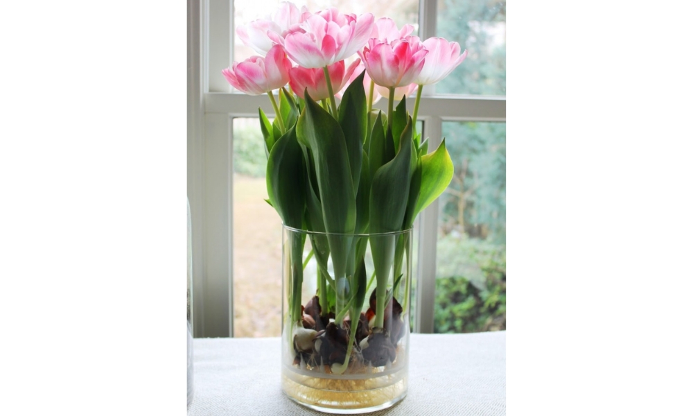 Trồng hoa tulip ở nơi có ánh sáng vừa đủ