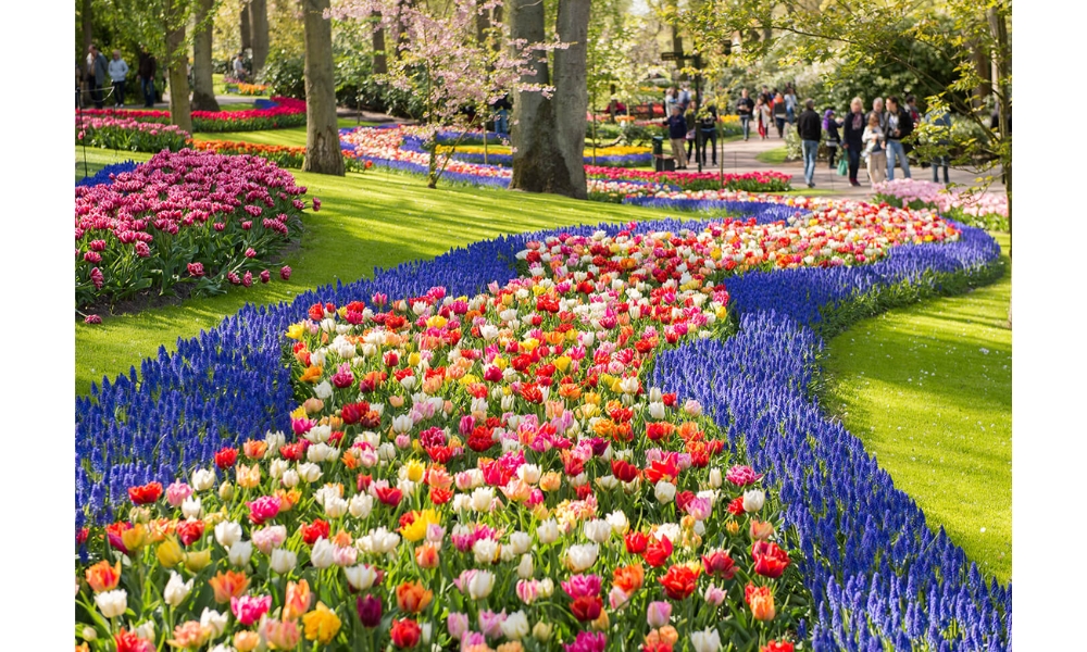 Con đường hoa tulip nở rộ ở Keukenhof - Hà Lan