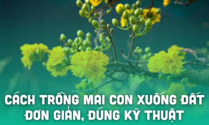 cach trong mai con xuong dat don gian thumb