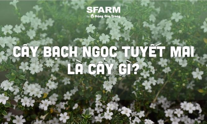 cay bach ngoc tuyet mai la cay gi thumb