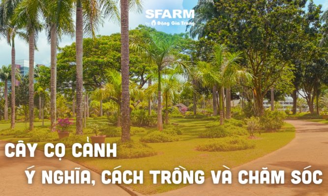 cay co canh thumb