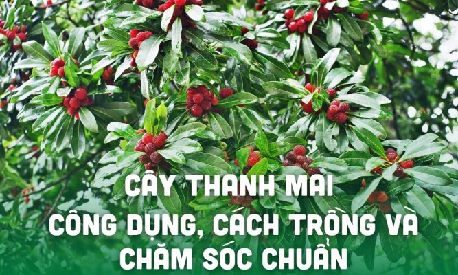 cay thanh mai thumb