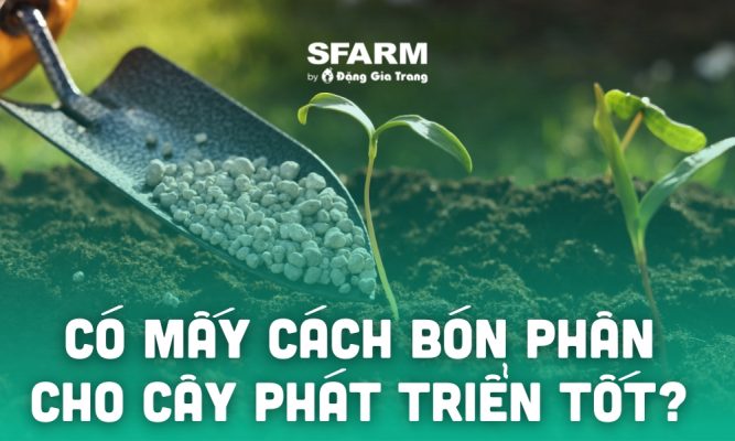 co may cach bon phan nguyen tac bon phan thumb