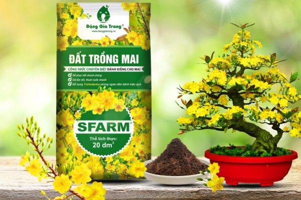 Đất trồng mai SFARM