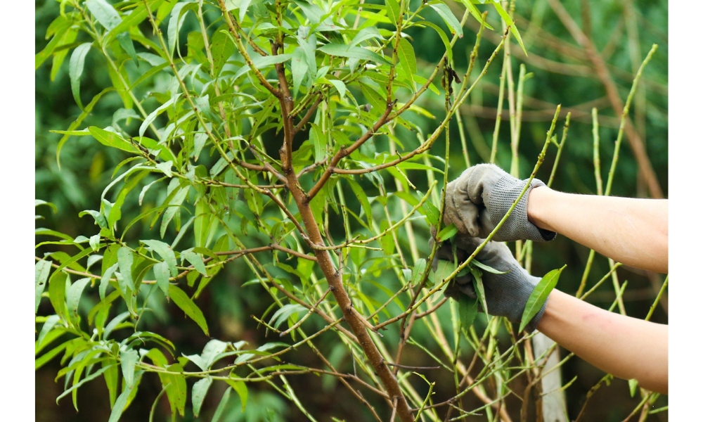 Tuốt từng lá đào nhẹ nhàng