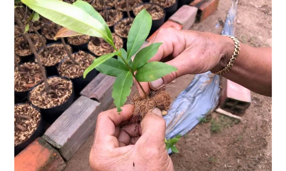 Cách trồng mai con đơn giản và đúng kỹ thuật