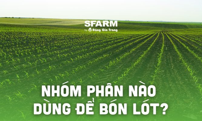 nhom phan nao dung de bon lot tac dung bon lot thumb