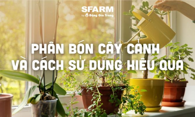 phan bon cay canh va cah su dung hieu qua thumb