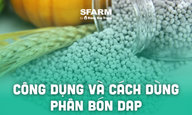 phan bon dap la gi cong dung cach dung thumb