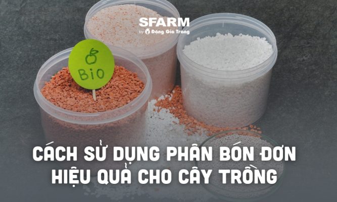 phan bon don thumb