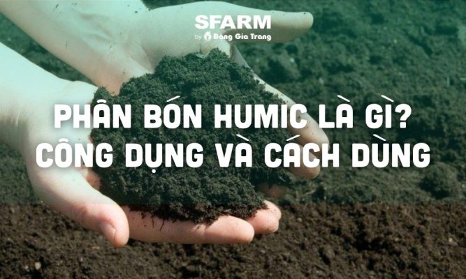 phan bon humic la gi cong dung va cach su dung thumb