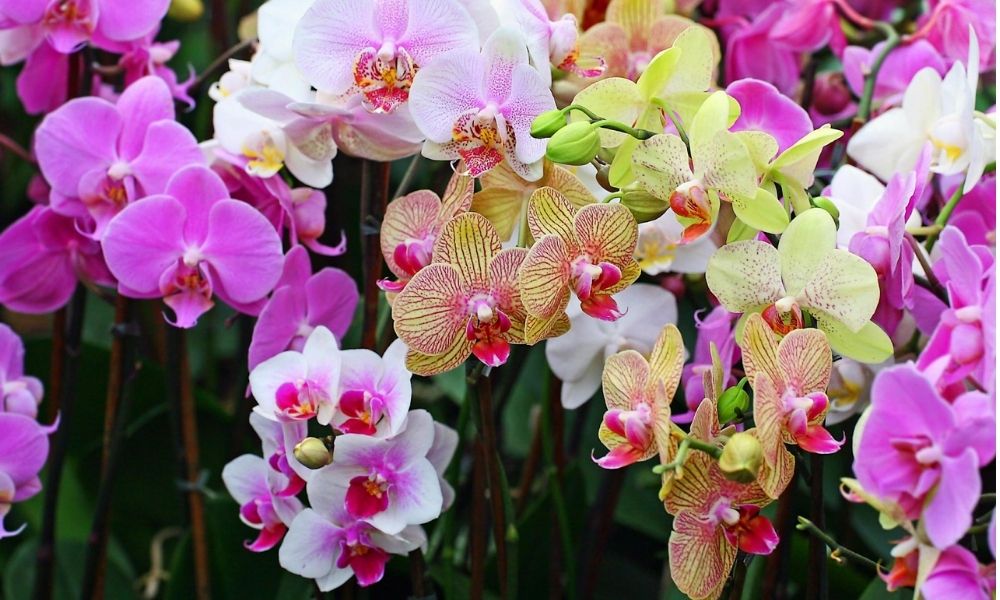 Các loại phân bón lá cho lan tươi tốt
