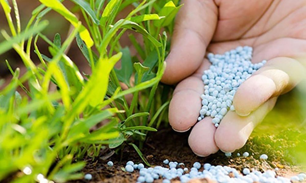 Phân bón là gì? Phân loại, tác dụng và cách sử dụng hiệu quả cho cây trồng